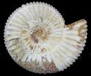 2 1/4" Perisphinctes Ammonites Fossils - Madagascar - Photo 4